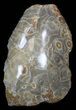 Polished Fossil Coral - Morocco #35318-1